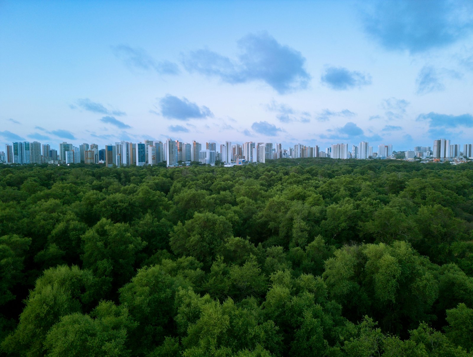 Aerial view of a green urban canopy meeting the city skyline
